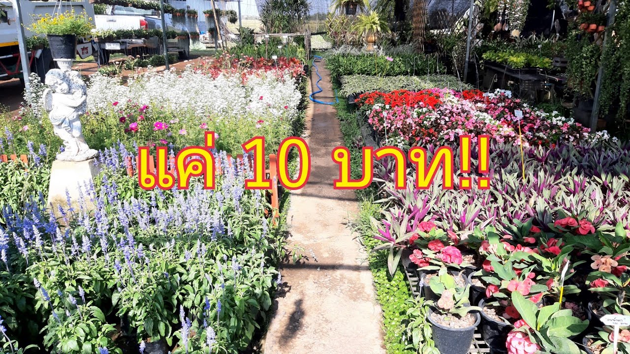 10 บาทแต่งสวนสวยได้ พาชมตลาดต้นไม้ราคาถูกหลัก 100 ซื้อได้เยอะมาก สาคู channel
