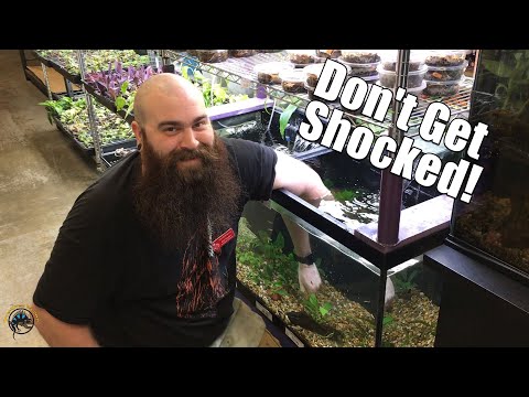Let's Spy on TDI! -- An Itchy Olive Python, Matt's Shipping Center, & Baby Bromeliads!