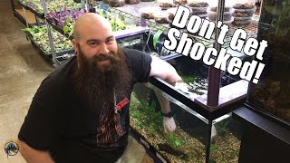 Let's Spy on TDI! -- An Itchy Olive Python, Matt's Shipping Center, & Baby Bromeliads!