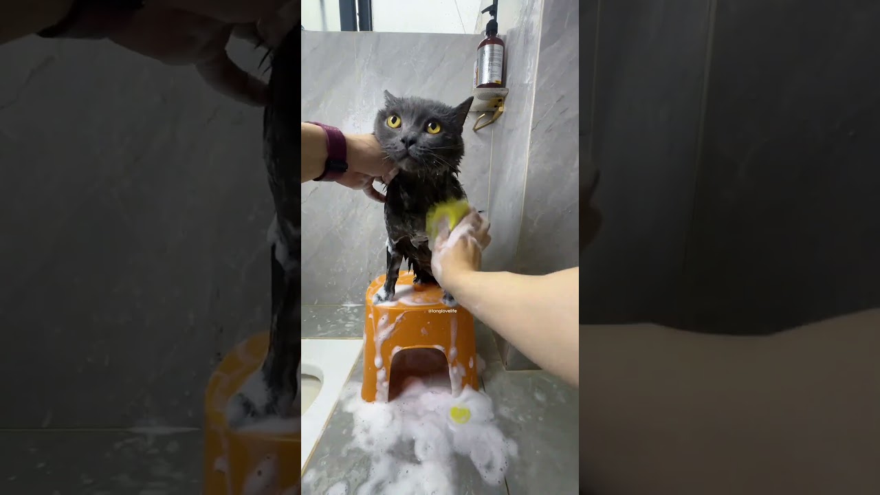 Cat's relaxing bath & grooming day 🛁✨ | #shortvideo #shorts