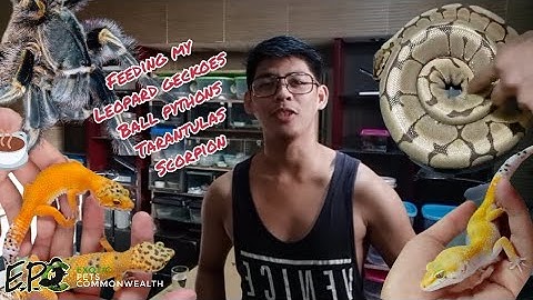 TARANTULAS , SCORPIONS , LEOPARD GECKOES , BALL PYTHONS FEEDING TIME by EPC