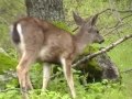 Grazing Deer McAbee Entrance Quicksilver Park Feb 22 2017