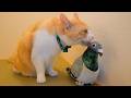 猫たちにハトを舐めてもらった。