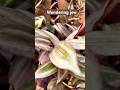 Wondering jew | सबसे तेज़ बढ़ने वाला Hanging Plant | Wandering Jew#viralshort
