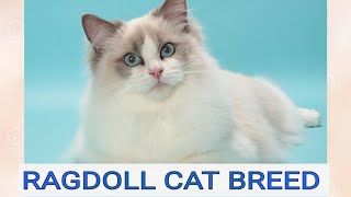 RAGDOLL CAT BREED, GENTLE, SOCIAL, CALM, CUTEST CATS, ANIMALS LOVERS, MUST WATCH VIDEO by Royal Sisters Nature ♡ 111 views 1 year ago 2 minutes, 2 seconds