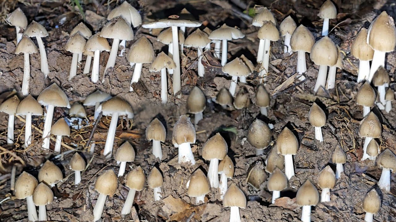 ป๊าดๆขาเป็นขาวๆเก็บเห็ดปลวกหมู่เดียวมีแต่จูมๆสวยๆ หมานสุดๆ 14/10/2568