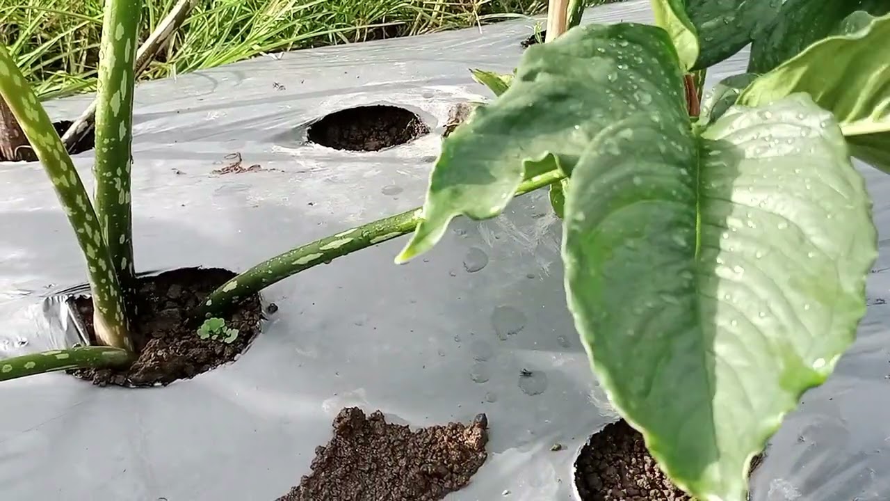 Tanaman porang ( semusim) dr katak kecil di persawahan. 