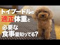 トイプードルの体重と食事量を確認する方法 理想の体型のチェックの仕方 適正体重とボディコンディションスコア