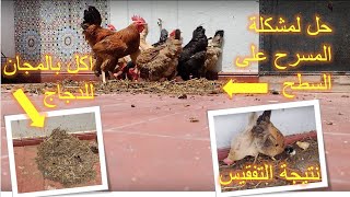 نتيجة التفقيس و حياة الدجاج على السطح
