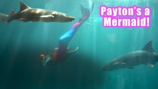 Payton Swims With Sharks