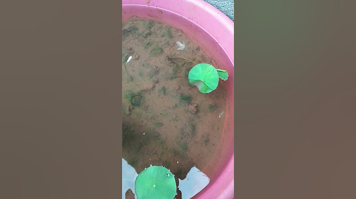 lotus little plants🌱🌱🌱🌱🌱🌱🌱🌱🌱🌱🌱#nature #shortvideo #gardening #lotus