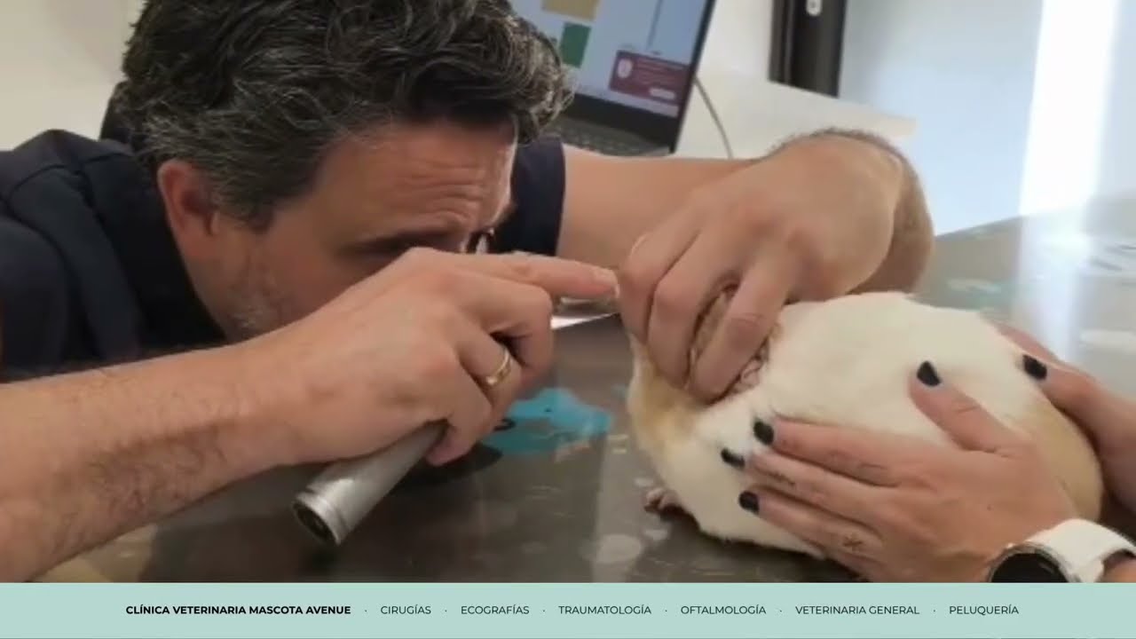 Mascota Avenue el día a día  - clínica Veterinaria Barcelona