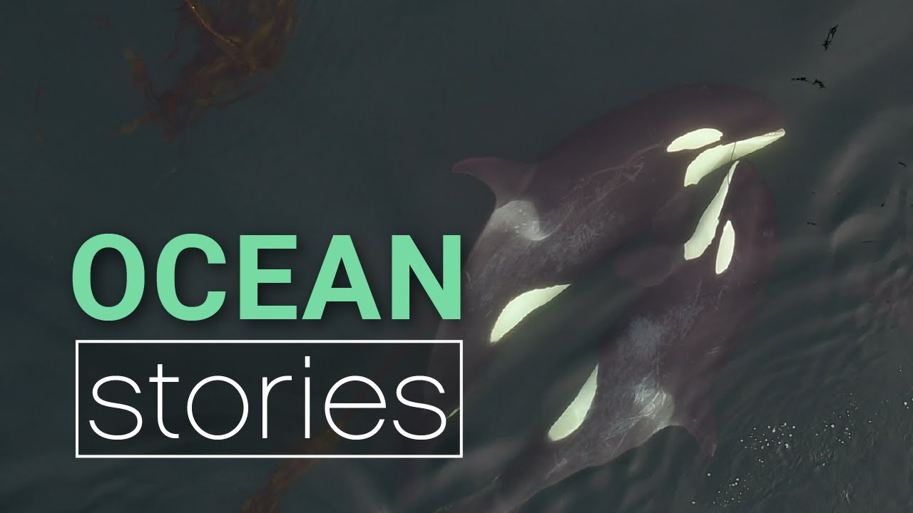 A New View on Killer Whales | Ocean Stories - YouTube