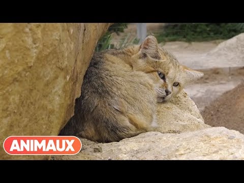 The difficulty of reintroducing zoo animals into the wild by Patrick Jardin - Animals
