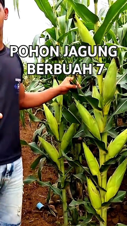 Japanese corn tree bears seven fruits is going viral #corn #sweetcorn #milkcorn #agriculture