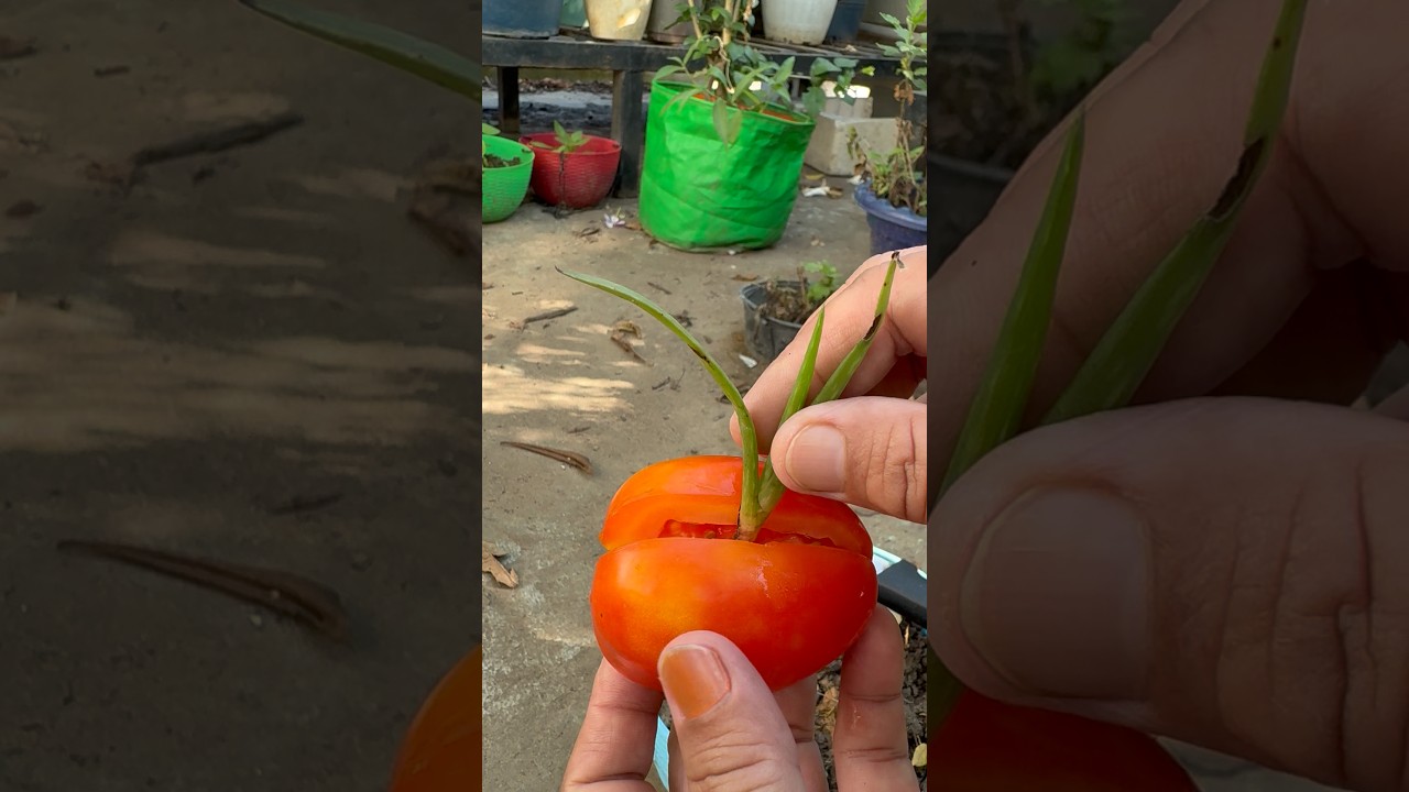 Aloe vera growing techniques you also can try 