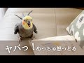 不機嫌すぎるその訳は?オカメインコこはくさん