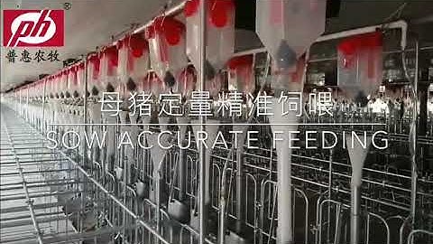 Automatic feeding system: chain disc feed line for pig farm
