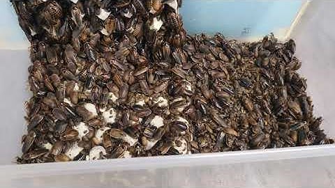 A warning about breeding dubia roaches