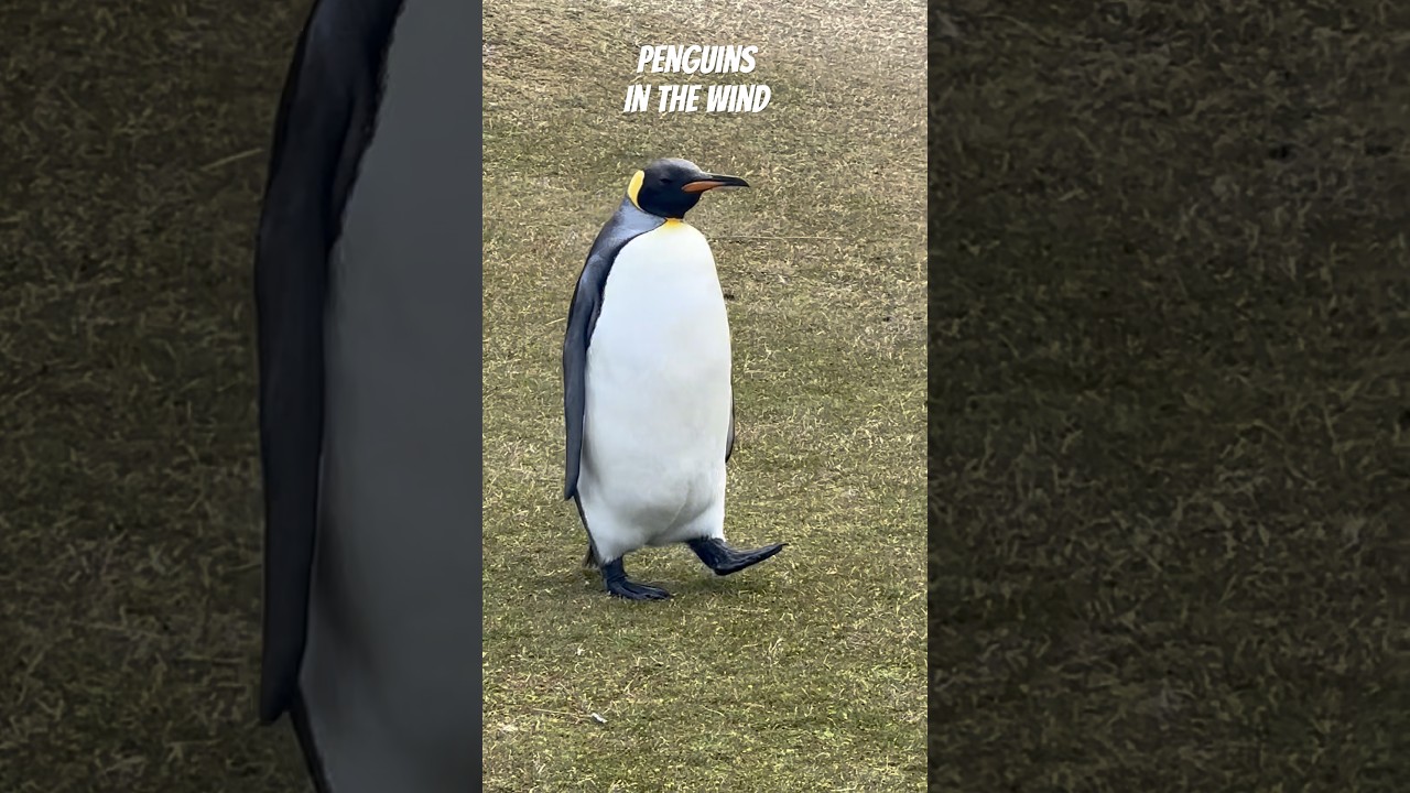 Penguins in the Falklands! Bluff Cove Adventure