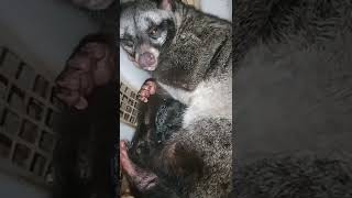 kelahiran yg ke 7 (1 ekor) lahir dr indukan betina (ZAENAB) musang pandan x (BANDIT) musang platmoz