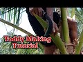 Tutorial of Coconut toddy making process! #tutorial #satisfying