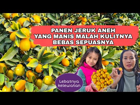 Video: Musim Panen Kumquat: Kapan Dan Cara Memanen Kumquat