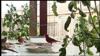 Easy Day at the Cardinal Cafe by Backyard Cardinals 106 views 7 months ago 13 minutes, 40 seconds