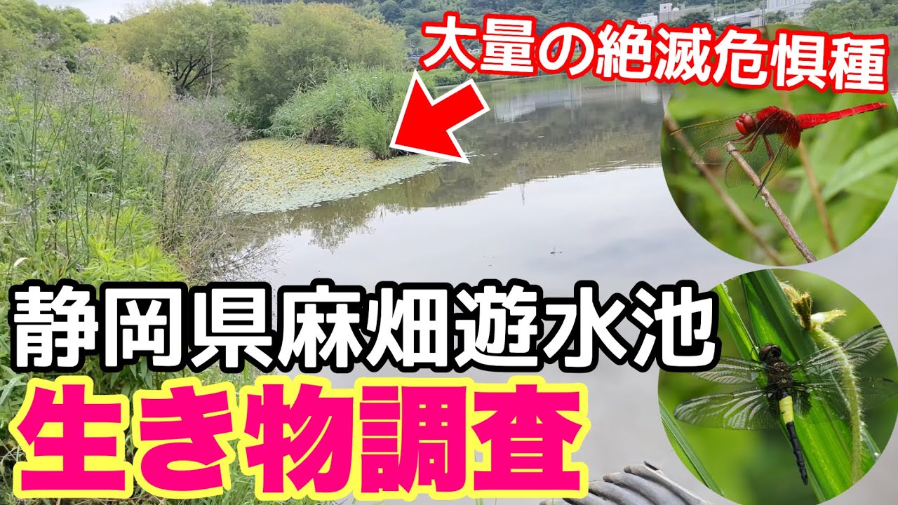 絶滅危惧種発見！麻機遊水地で生き物観察！水生昆虫、魚類、水生植物盛りだくさん！