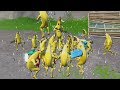 The Banana Army Invades Solos
