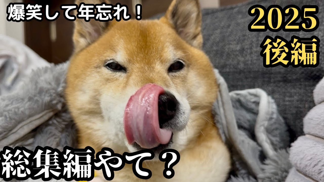 【爆笑】2025年、名場面大集合！総集編（後編）