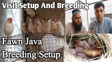 Fawn Java Bird Breeding Setup 99% Breeding Result l V No 229 Sur Birds Channel