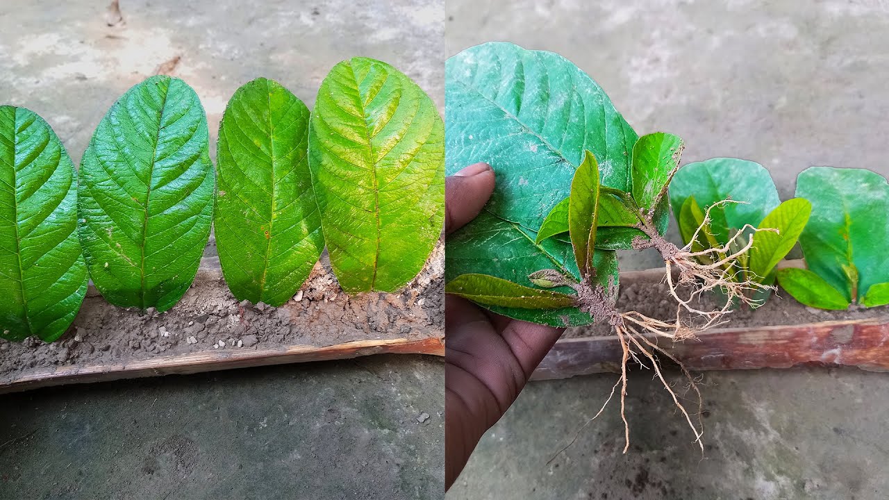 Guava Roots How To Grow Guava Trees From Guava Leaves | How Propagate Guava Tree ...