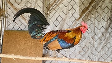 Qaib Qus/Qaib Dib Laos red jungle fowl breeder and offsprings
