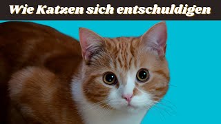 Wie entschuldigen sich Katzen bei Menschen?