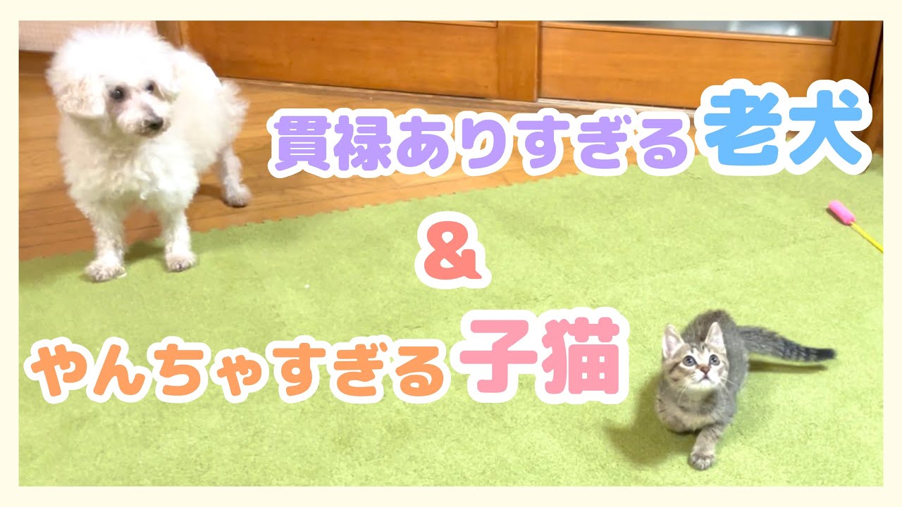 やんちゃな子猫と貫禄のある老犬コンビに癒される日 Youtube