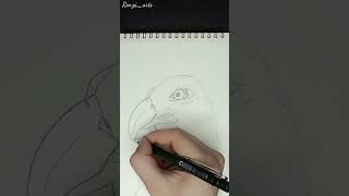 Drawing animals / teaching a falcon drawing in the easiest way with a pencil