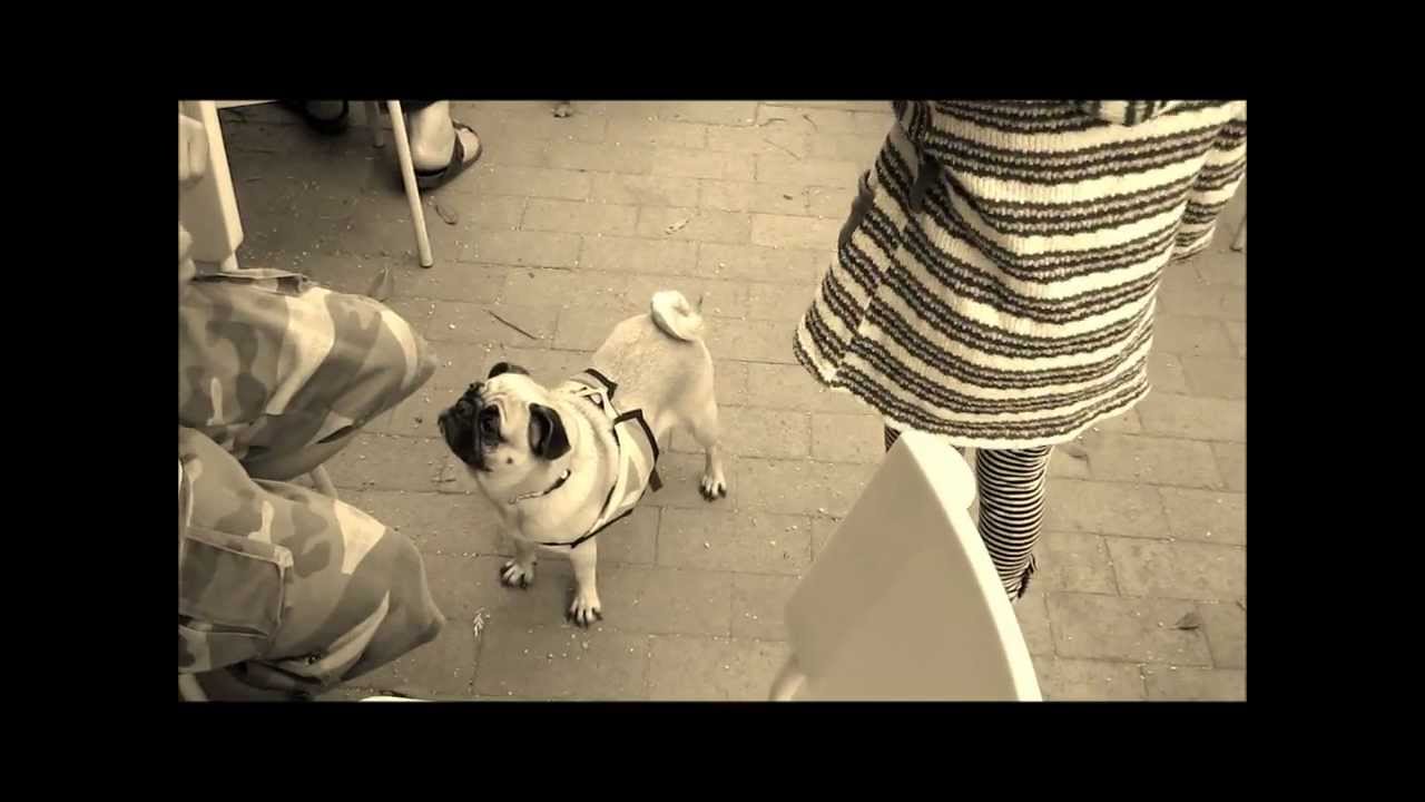 Crazy, funny pugs & their mischievous antics! :)