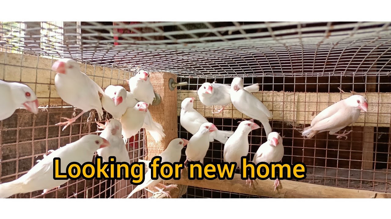 All colour java birds available... // Looking for new home.. - YouTube