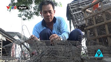 Đặt bẫy săn chuột đồng mùa nước nổi