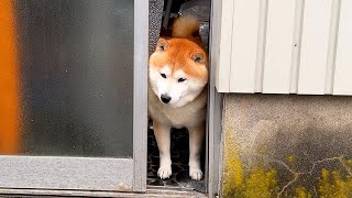 When the luggage is loaded before Shibe, he anxiously comes over to check on the packing. by 柴犬らんまる 54,760 views 3 weeks ago 1 minute, 6 seconds