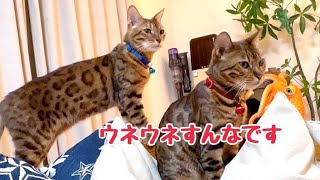 甘えんぼ全開の黒猫ナナに呆れ顔のベルさん