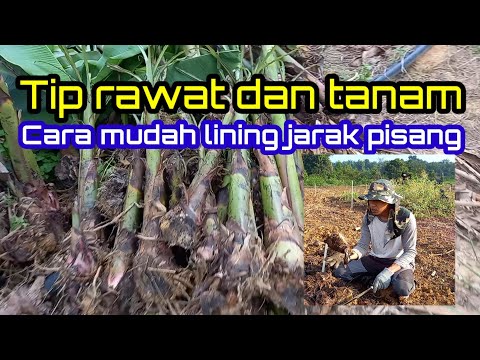 Video: Ide Menanam Retak - Tips Berkebun di Celah dan Celah