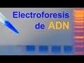 Electroforesis de ADN en gel de agarosa (IQOG-CSIC)