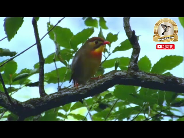 Burung Robin si kecil bersuara merdu yang kini semakin langka class=