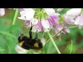 Земляной шмель ( Bombus terrestris )