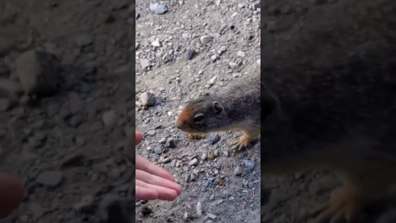 Cute Gopher STEALS my Hot Dog