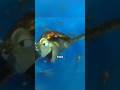 You missed THIS detail in Finding Nemo 🐢🌊 #findingnemo #shorts