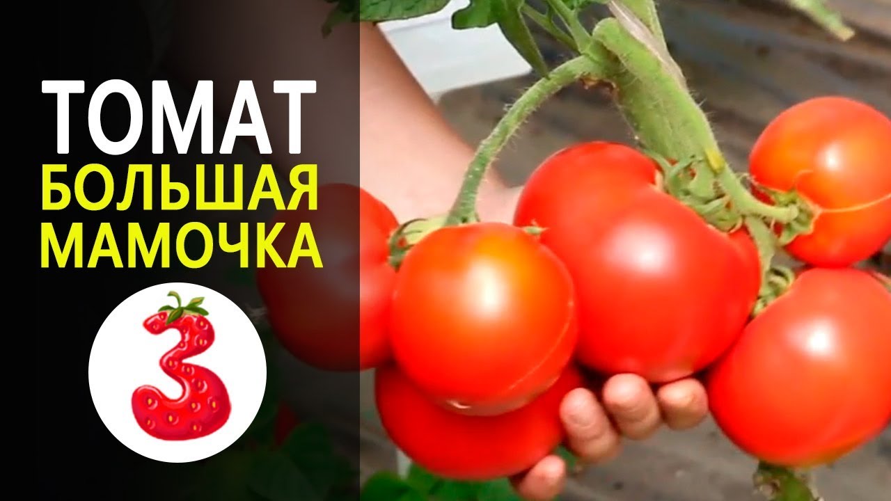 Томат Большая Мамочка Описание Сорта Фото Отзывы