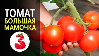 Томат Большая Мамочка Фото